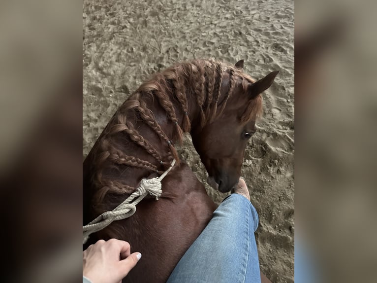 American Quarter Horse Stallion 3 years 14,2 hh Chestnut-Red in M&#xFC;nchen