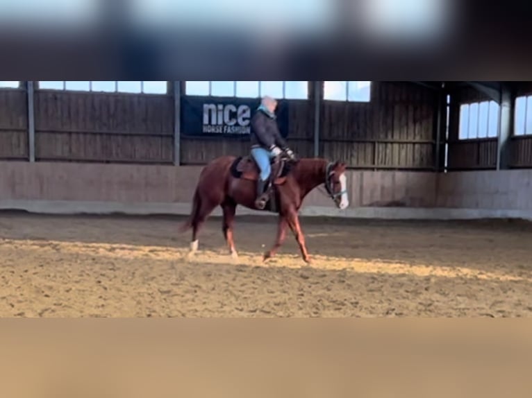 American Quarter Horse Stallion 3 years 14,2 hh Chestnut-Red in Freystadt