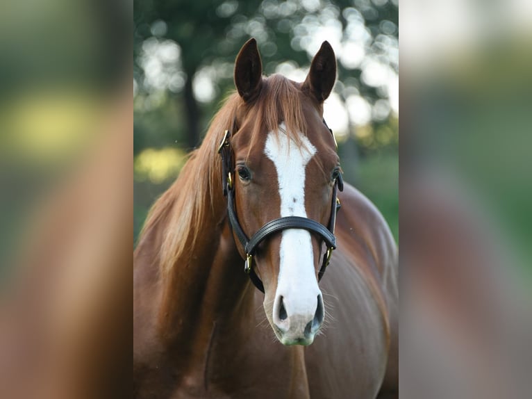 American Quarter Horse Stallion 3 years 14,2 hh Chestnut-Red in Freystadt