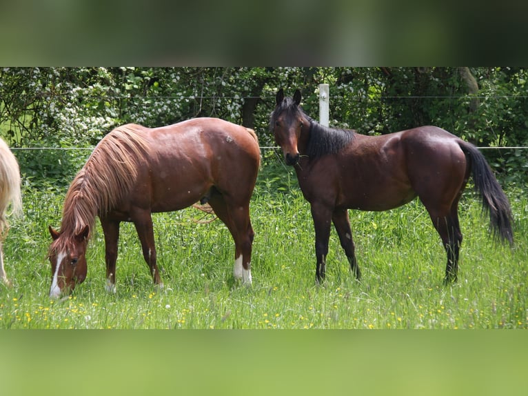 American Quarter Horse Stallion 3 years 14,2 hh Chestnut-Red in Langenbach