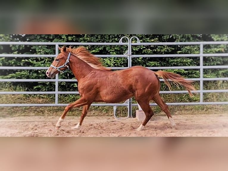 American Quarter Horse Stallion 3 years 14,2 hh Chestnut-Red in Langenbach