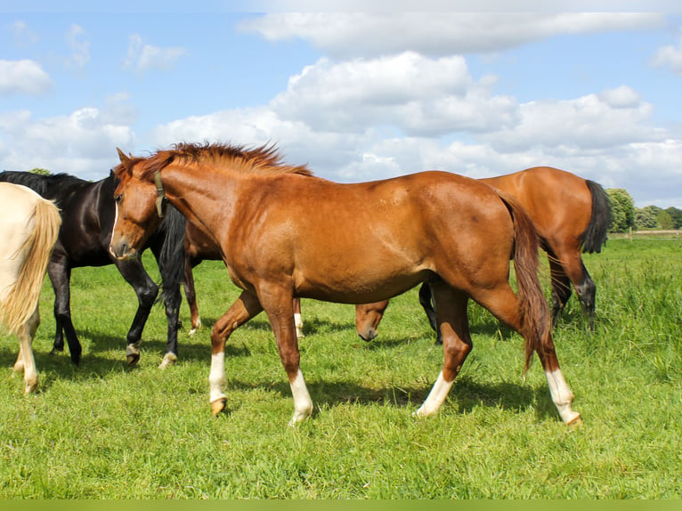 American Quarter Horse Stallion 3 years 14,2 hh Chestnut-Red in Wolfsburg