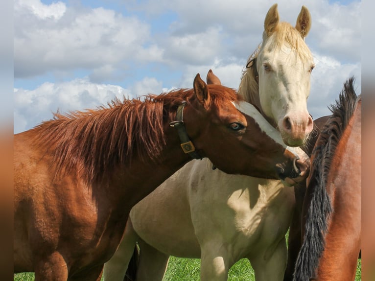 American Quarter Horse Stallion 3 years 14,2 hh Chestnut-Red in Wolfsburg
