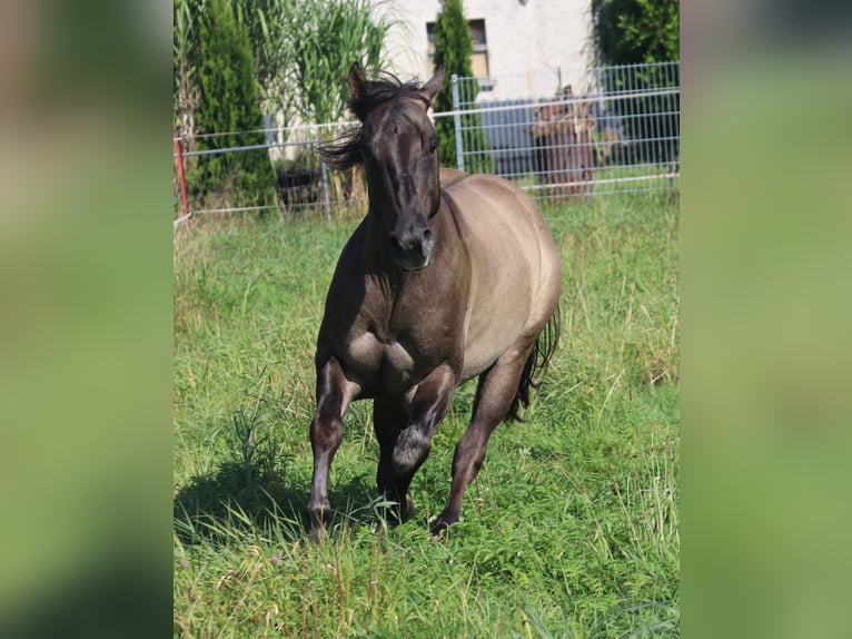 American Quarter Horse Stallion 3 years 14,2 hh Grullo in WahlsburgBodenfelde