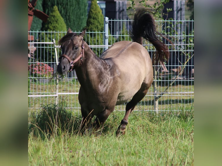 American Quarter Horse Stallion 3 years 14,2 hh Grullo in WahlsburgBodenfelde