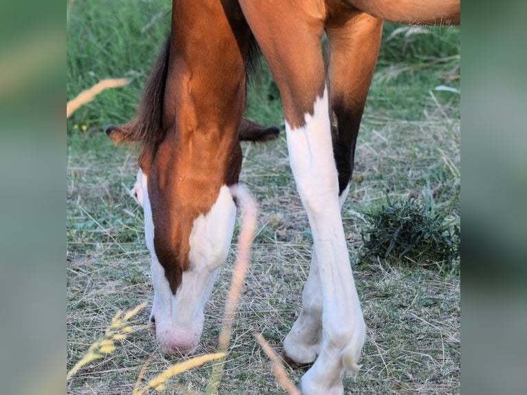 American Quarter Horse Stallion 3 years 14,2 hh Overo-all-colors in Mellingen