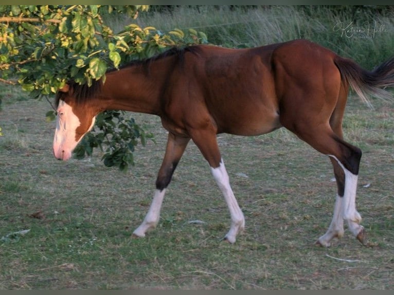 American Quarter Horse Stallion 3 years 14,2 hh Overo-all-colors in Mellingen
