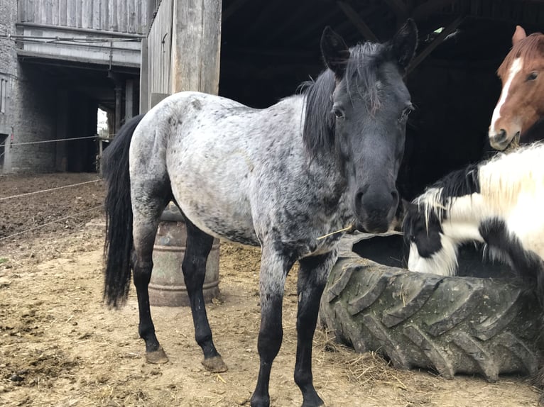 American Quarter Horse Stallion 3 years 14,2 hh Roan-Blue in Mörnsheim