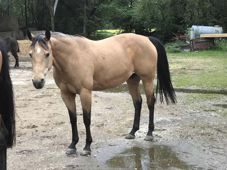 American Quarter Horse Stallion 3 years 14,2 hh Roan-Blue in Mörnsheim