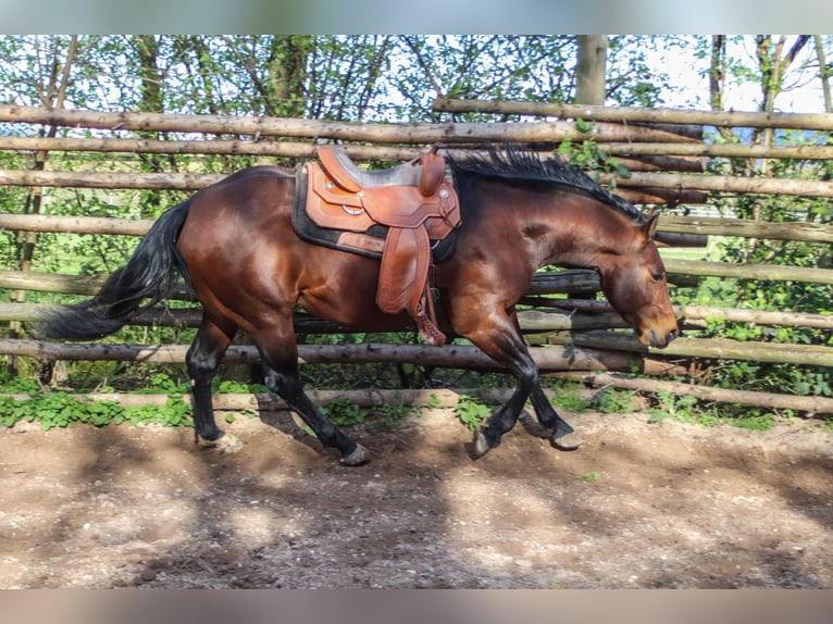 American Quarter Horse Stallion 3 years 14,2 hh in Bell