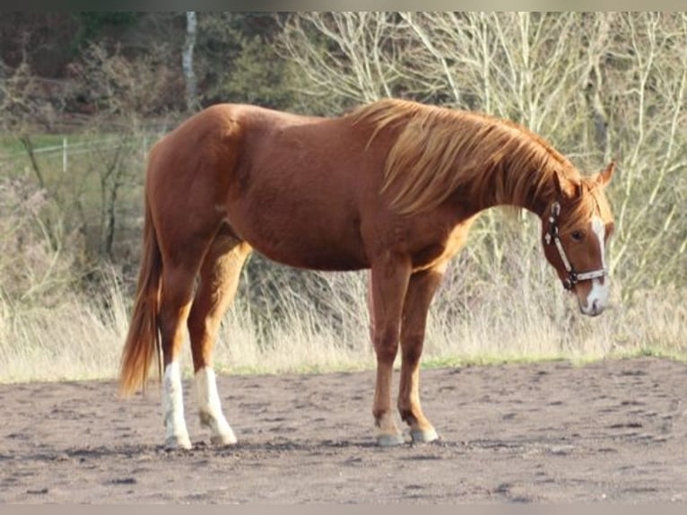 American Quarter Horse Stallion 3 years 14,3 hh Chestnut-Red in Laubach