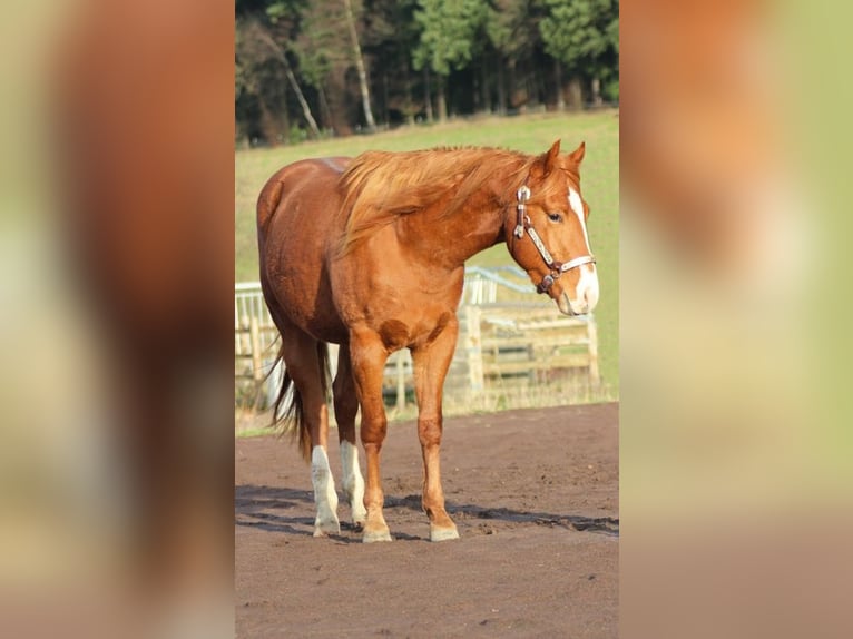 American Quarter Horse Stallion 3 years 14,3 hh Chestnut-Red in Laubach