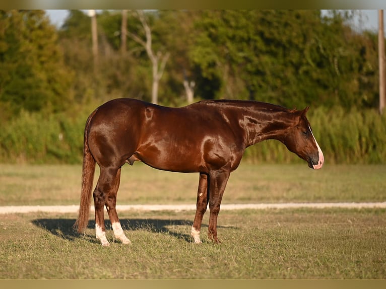 American Quarter Horse Stallion 3 years 14,3 hh Chestnut in Waco