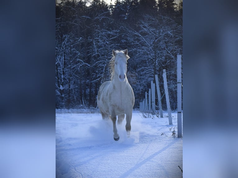 American Quarter Horse Stallion 3 years 14.3 hh Cremello in Łagów