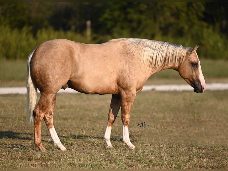 American Quarter Horse Stallion 3 years 14,3 hh Palomino in Waco, TX