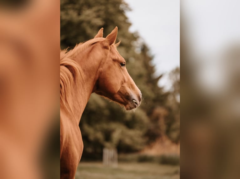American Quarter Horse Stallion 3 years 14 hh Chestnut-Red in Bresegard bei Eldena