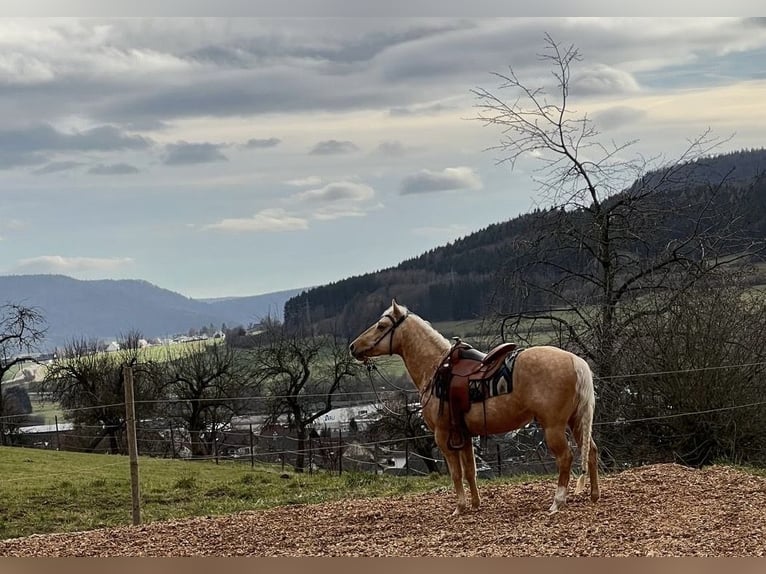 American Quarter Horse Stallion 3 years 14 hh Palomino in Balgheim