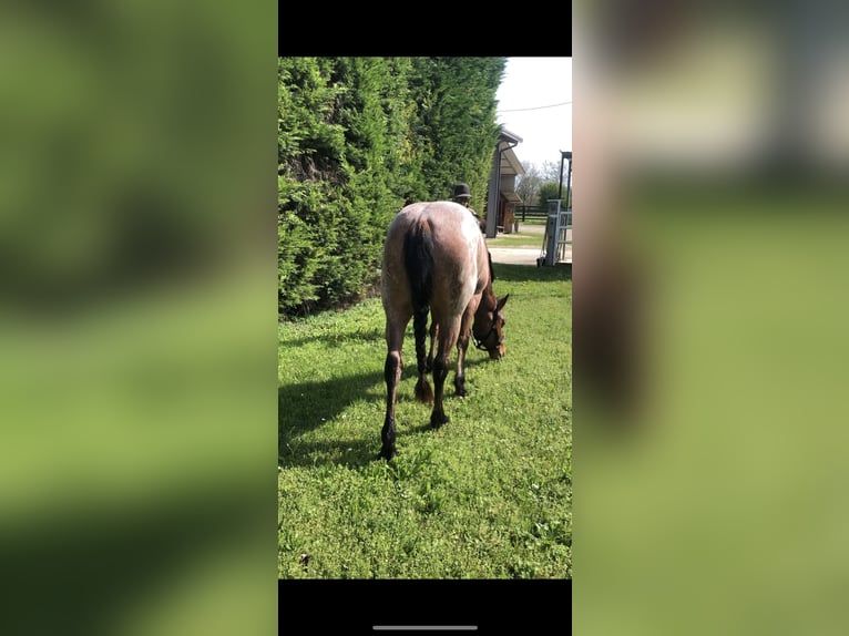 American Quarter Horse Mix Stallion 3 years 14 hh Roan-Bay in Modena
