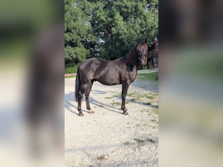 American Quarter Horse Stallion 3 years 14,1 hh Black in Caumont, Midi-Pyrénées, France [ Localiser ]