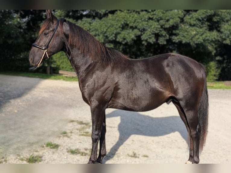 American Quarter Horse Stallion 3 years 14,1 hh Black in Caumont