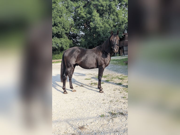 American Quarter Horse Stallion 3 years 14,1 hh Black in Caumont