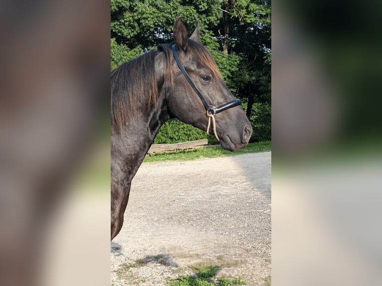 American Quarter Horse Stallion 3 years 14,1 hh Black in Caumont