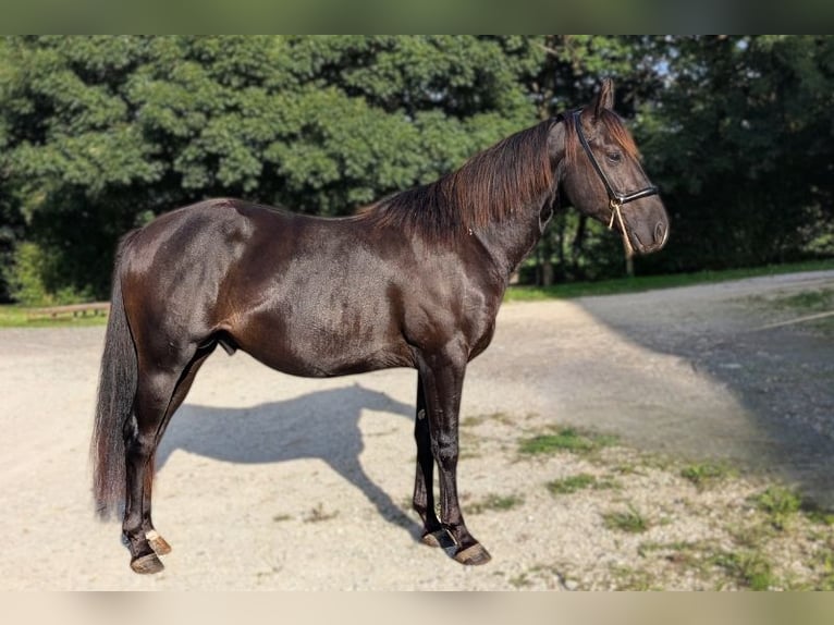 American Quarter Horse Stallion 3 years 14,1 hh Black in Caumont