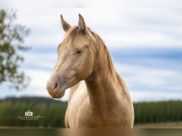 American Quarter Horse Stallion 3 years 14,1 hh Champagne in Au in der Hallertau