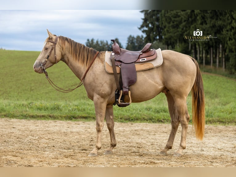 American Quarter Horse Stallion 3 years 14,1 hh Champagne in Au in der Hallertau