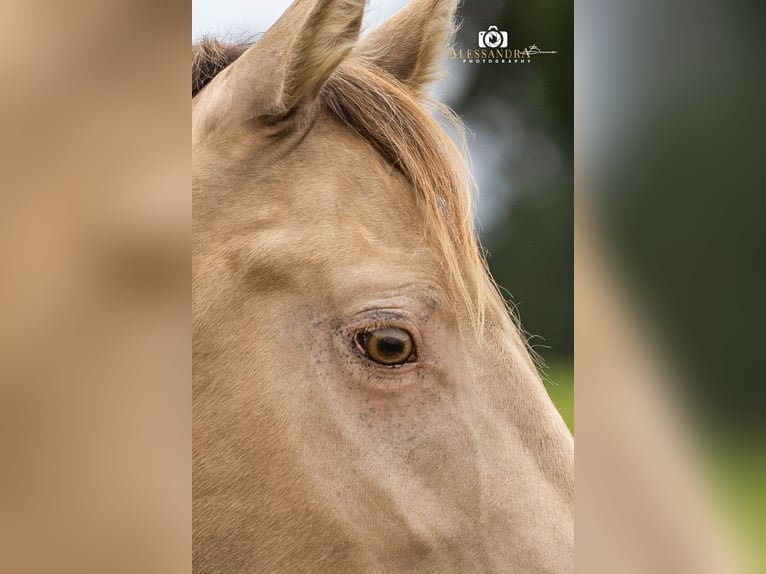 American Quarter Horse Stallion 3 years 14,1 hh Champagne in Au in der Hallertau