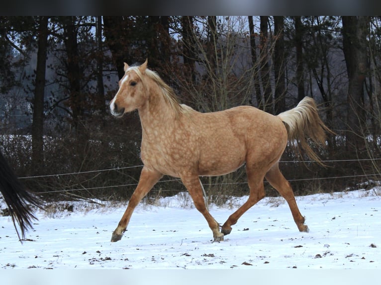 American Quarter Horse Stallion 3 years 14,1 hh Palomino in Offenhausen