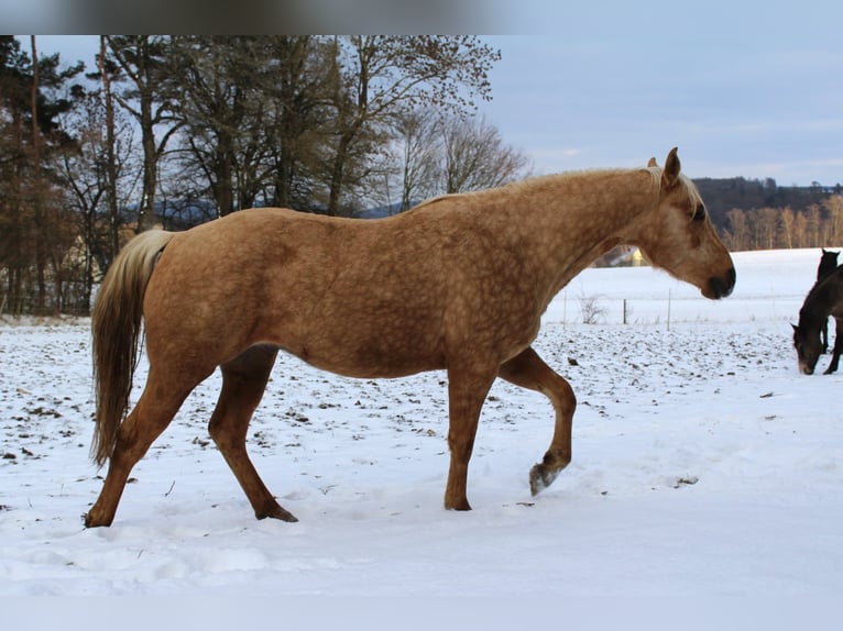 American Quarter Horse Stallion 3 years 14,1 hh Palomino in Offenhausen