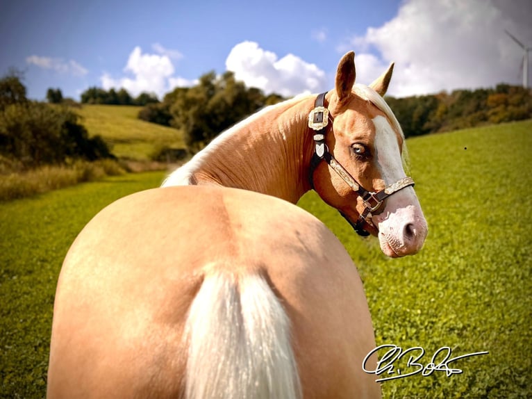 American Quarter Horse Stallion 3 years 14,1 hh Palomino in Liebenau