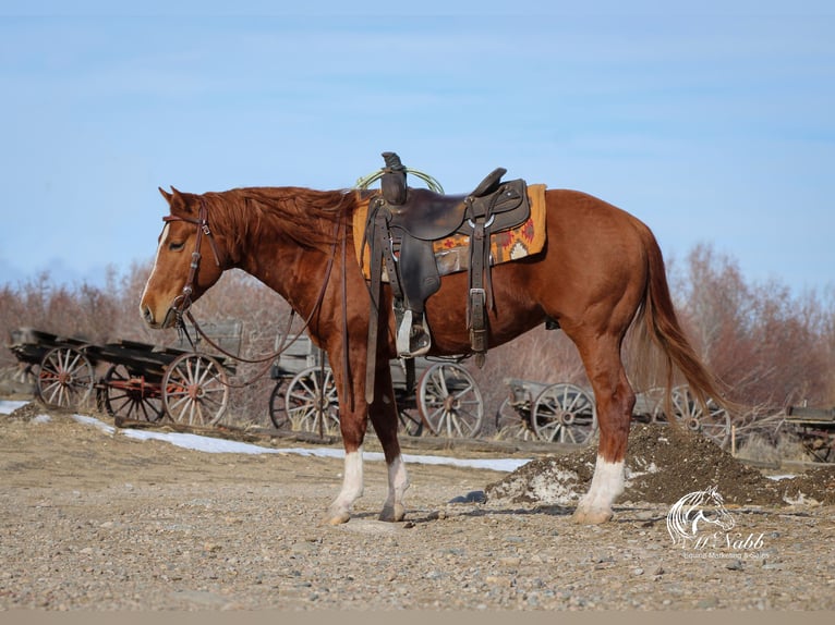 American Quarter Horse Stallion 3 years 14,1 hh Sorrel in Ranchester, WY