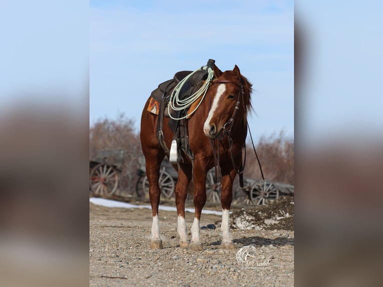 American Quarter Horse Stallion 3 years 14,1 hh Sorrel in Ranchester, WY
