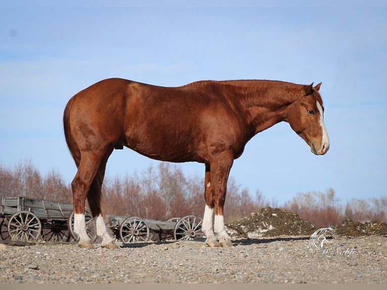 American Quarter Horse Stallion 3 years 14,1 hh Sorrel in Ranchester, WY