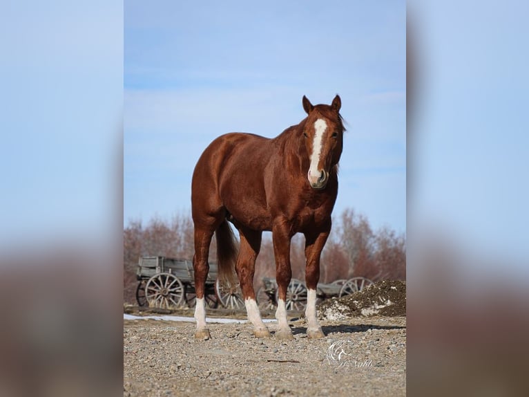 American Quarter Horse Stallion 3 years 14,1 hh Sorrel in Ranchester, WY