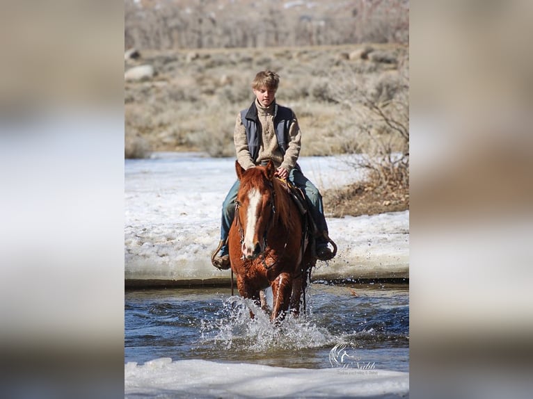 American Quarter Horse Stallion 3 years 14,1 hh Sorrel in Ranchester, WY