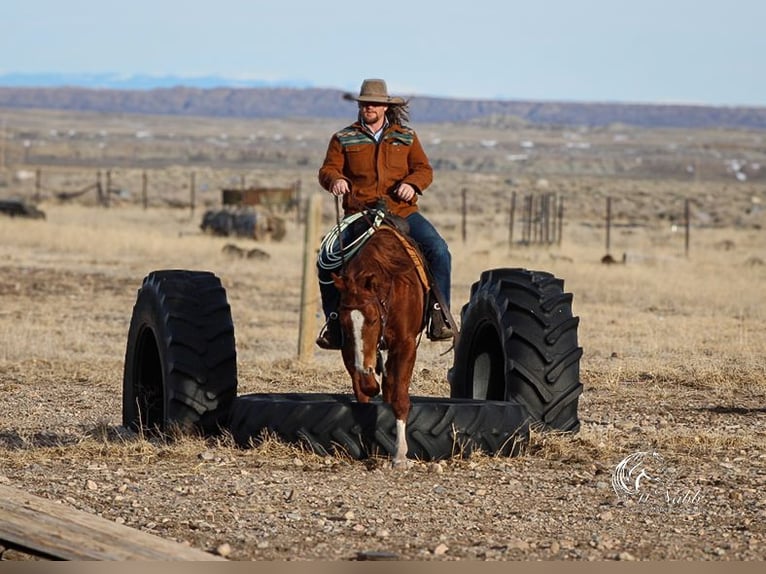 American Quarter Horse Stallion 3 years 14,1 hh Sorrel in Ranchester, WY