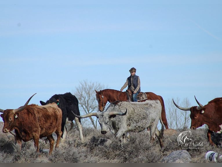 American Quarter Horse Stallion 3 years 14,1 hh Sorrel in Ranchester, WY