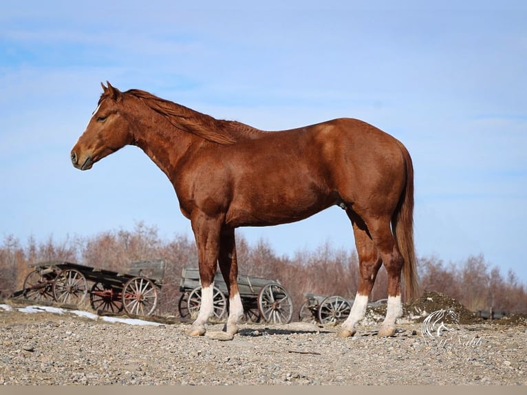 American Quarter Horse Stallion 3 years 14,1 hh Sorrel in Ranchester, WY
