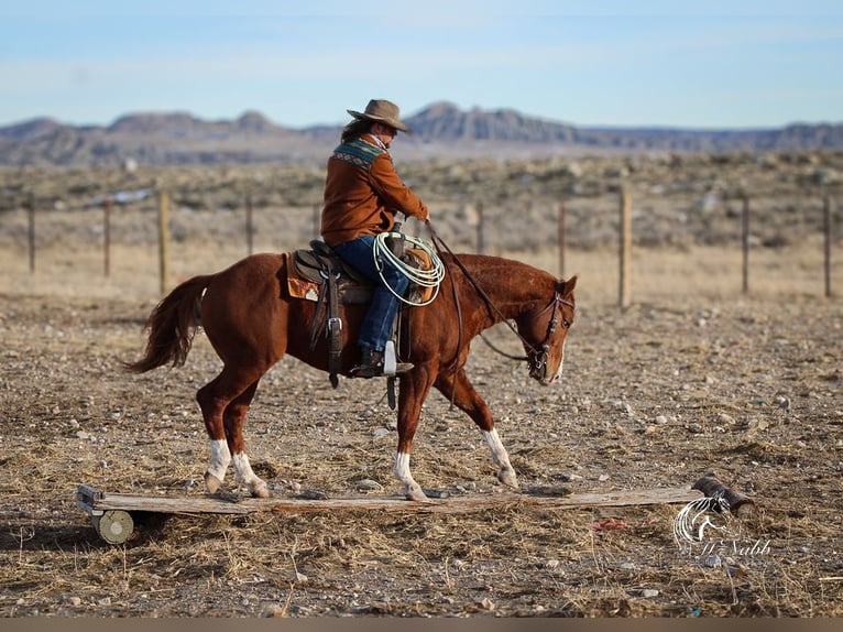 American Quarter Horse Stallion 3 years 14,1 hh Sorrel in Ranchester, WY