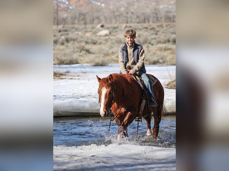American Quarter Horse Stallion 3 years 14,1 hh Sorrel in Ranchester, WY