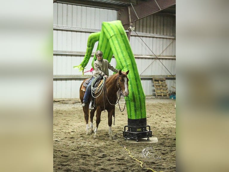 American Quarter Horse Stallion 3 years 14,1 hh Sorrel in Ranchester, WY