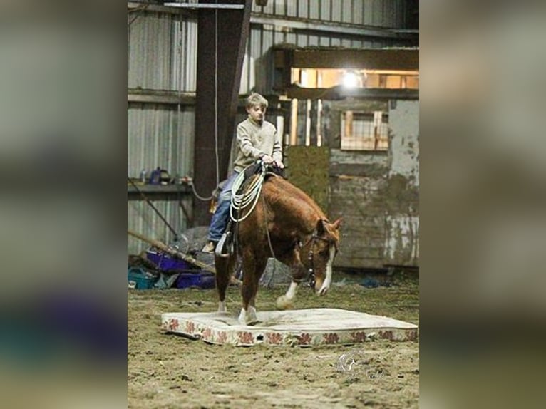 American Quarter Horse Stallion 3 years 14,1 hh Sorrel in Ranchester, WY