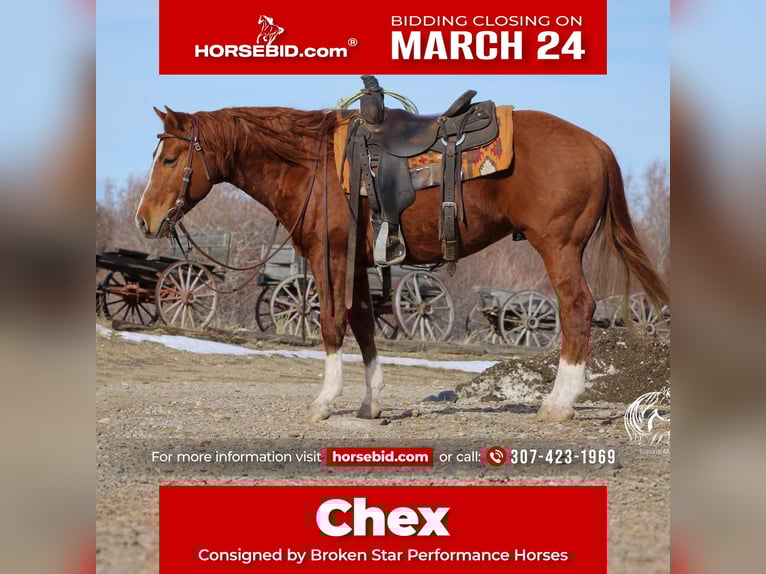American Quarter Horse Stallion 3 years 14,1 hh Sorrel in Ranchester, WY
