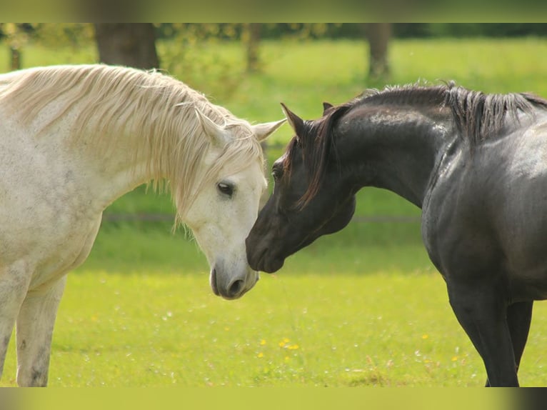 American Quarter Horse Stallion 3 years 14,2 hh Black in Escharen