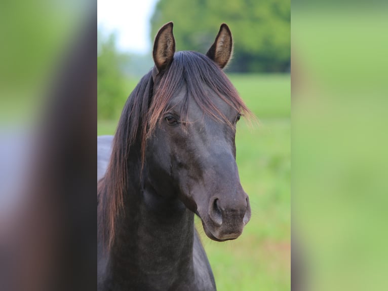 American Quarter Horse Stallion 3 years 14,2 hh Black in Escharen