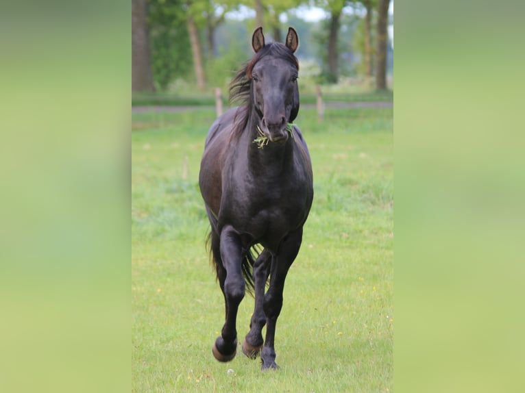 American Quarter Horse Stallion 3 years 14,2 hh Black in Escharen