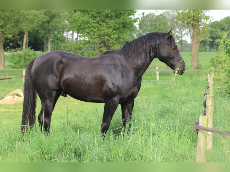 American Quarter Horse Stallion 3 years 14,2 hh Black in Escharen